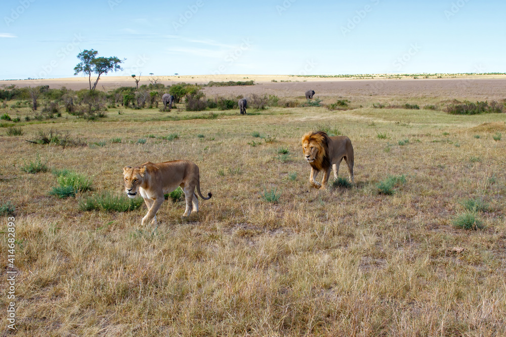 Lion (Panthera leo) love couple spending several days together on the plains of the Masai Mara National Reserve in Kenya