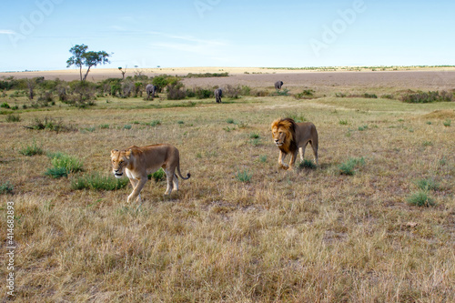 Lion (Panthera leo) love couple spending several days together on the plains of the Masai Mara National Reserve in Kenya © henk bogaard