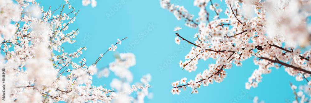 Banner 3:1. White cherry blossom sakura in spring time against blue sky. Nature background. Soft focus Banner 3:1. White cherry blossom sakura in spring time against blue sky. Nature background. Soft focus
