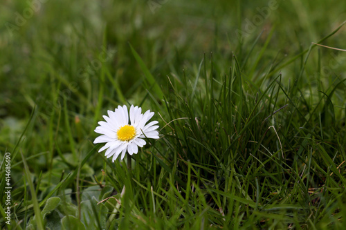 Daisy flower in green grass, floral background. Chamomile on a spring meadow, herbal medicine