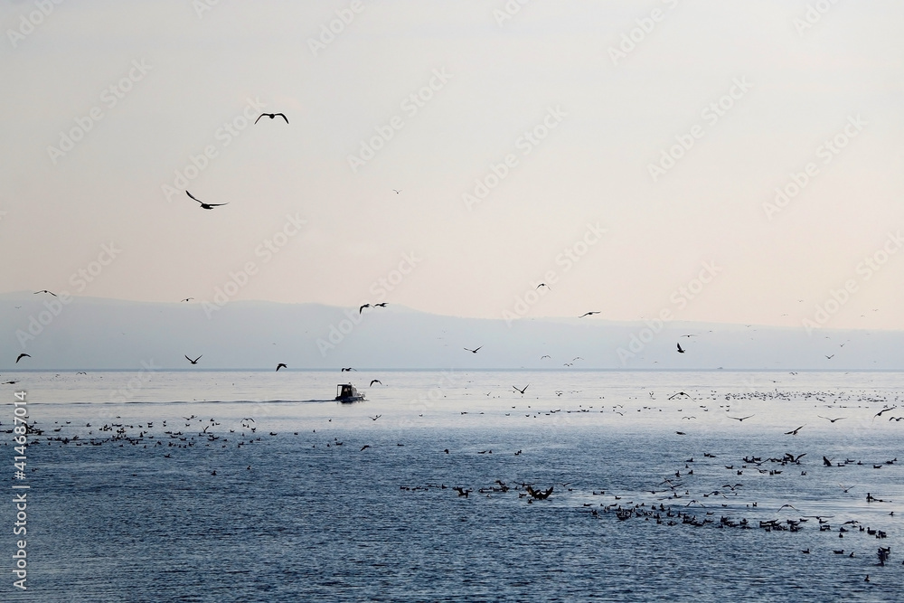 Flock of seagulls on the beach. Beautiful Mediterranean landscape in Croatia. Flock of seagulls on the beach. Beautiful Mediterranean landscape in Croatia.
