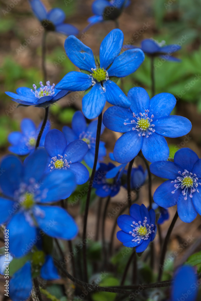Violet blue fower. creative fine art concept. A close up of the flowers with drops of dew on petals. Wild forest. Nature background Violet blue fower. creative fine art concept. A close up of the flowers with drops of dew on petals. Wild forest. Nature background