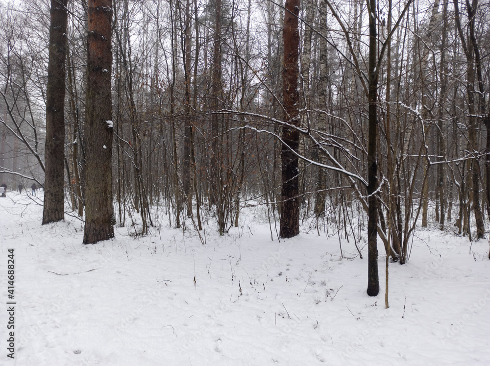 Photo of the winter forest. Landscape of trees and snow on a winter day. A wild place without people. Photo for content with copy space.