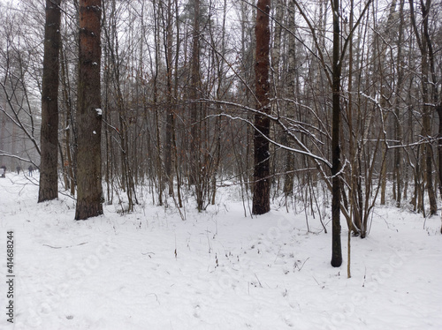 Obraz na płótnie Photo of the winter forest. Landscape of trees and snow on a winter day. A wild place without people. Photo for content with copy space. w salonie