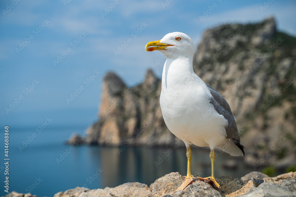 Seagull portrait against sea shore. Wild seagull with natural blue background. Seagull portrait against sea shore. Wild seagull with natural blue background.