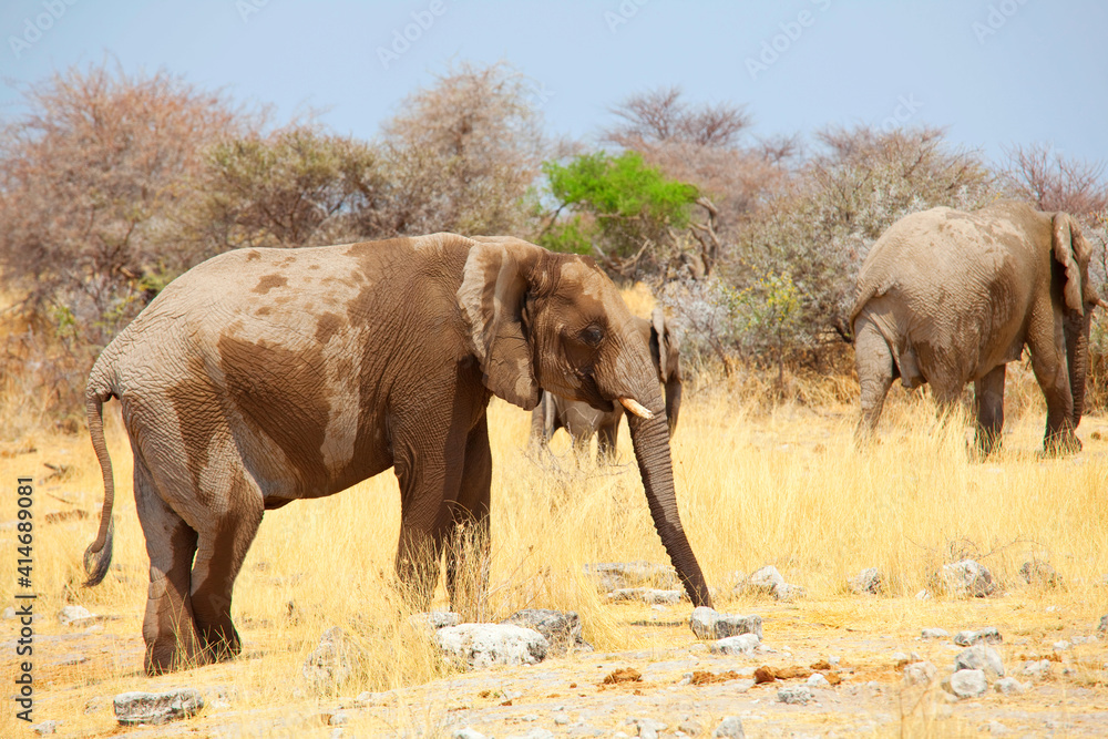 Fototapeta premium African elephant