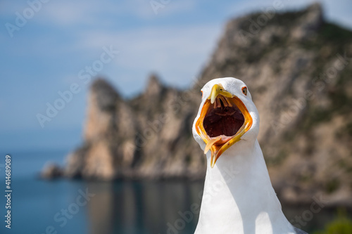 Funny angry seagull with big opened mouth