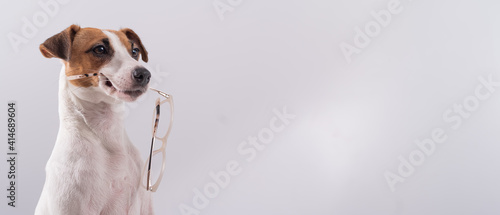 Dog jack russell terrier holds glasses in his mouth on a white background