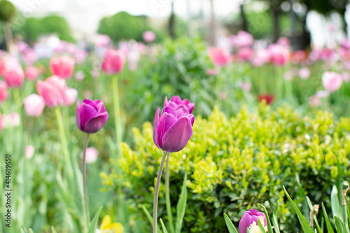 Amazing green garden with purple tulip close up, beautiful spring time