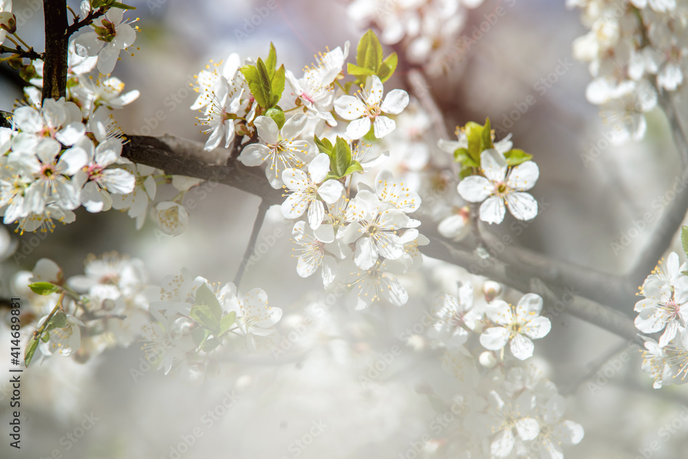 Cherry blossom branch in the garden in spring
Cherry blossom branch in the garden in spring