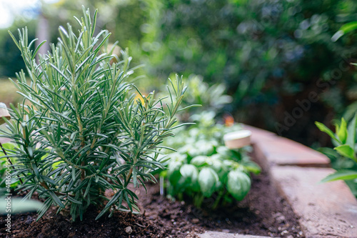 herbs in herb spiral in garden photo