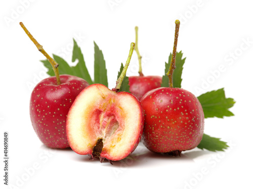  Hawthorn on white background 
