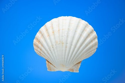 White sea shell clam face front view close up isolated on blue background