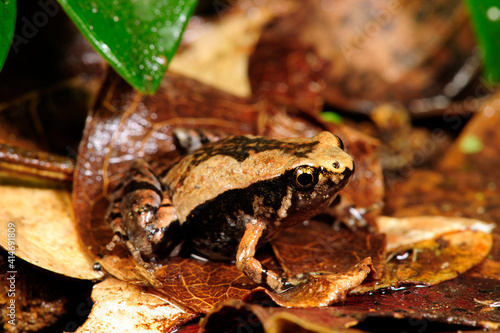 Ornament-Engmaulfrosch // Ornate narrow-mouthed frog, Ant Frog (Microhyla ornata) - Sri Lanka photo