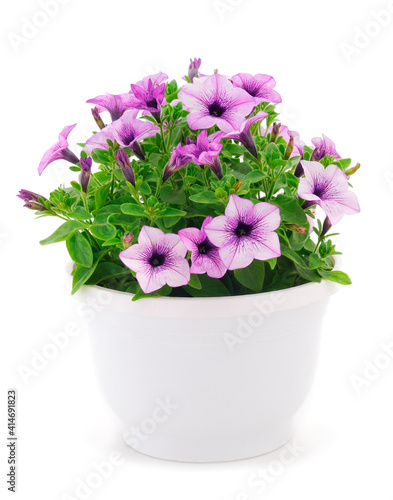 Bouquet of flowers sulfinia in a pot.