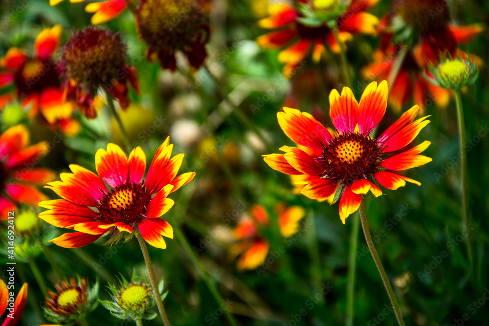 Flores rojas y amarillas sobre el fondo de vegetación de un parque urbano Flores rojas y amarillas sobre el fondo de vegetación de un parque urbano