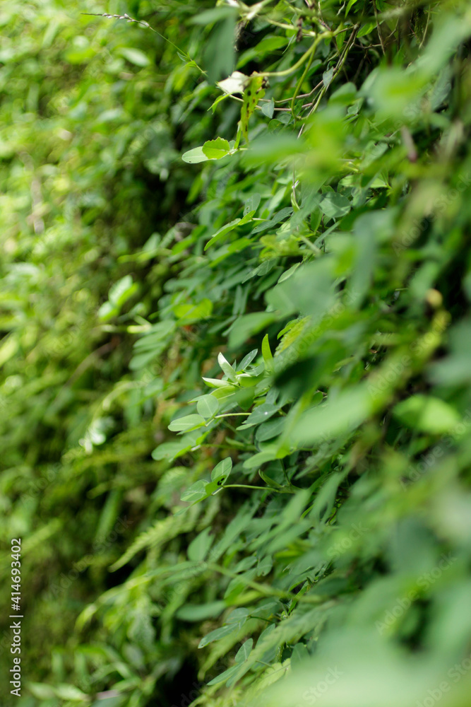 plants to decorate the walls of the back wall of the house plants to decorate the walls of the back wall of the house