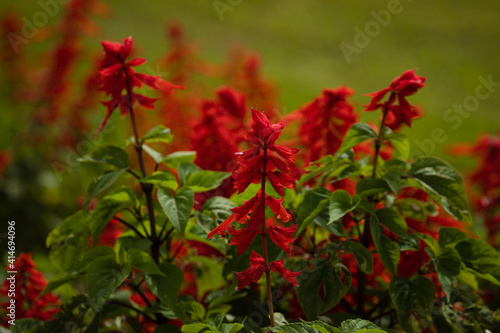 Scarlet sage (salvia splendens) on blurred background. Happiness concept. Tropical plant.