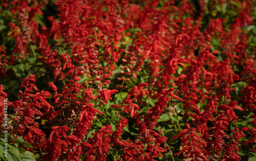 Large flower bed of red flowers, Scarlet sage (salvia splendens). Happiness concept. Tropical plant. Large flower bed of red flowers, Scarlet sage (salvia splendens). Happiness concept. Tropical plant.