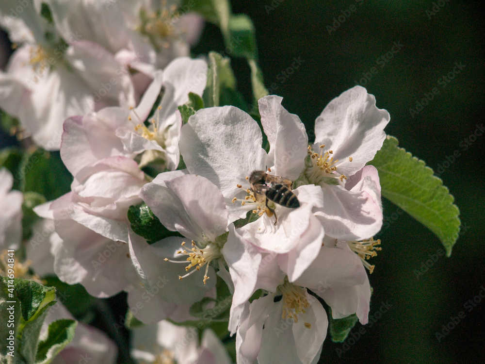 Obraz premium OLYMPUS DIGITAL CAMERA