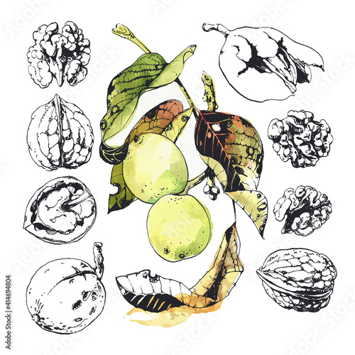 Ink drawn illustration of walnuts in growth, in its green husk and peeled kernels