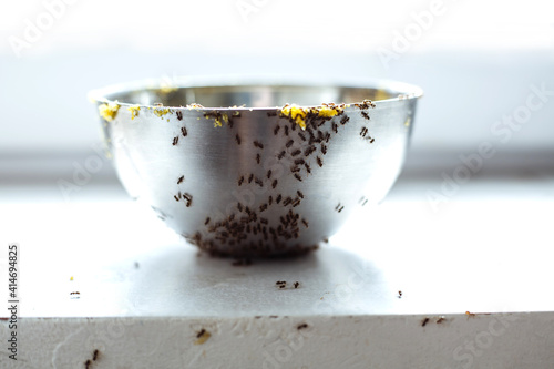 Black ants on the plate. Background texture.