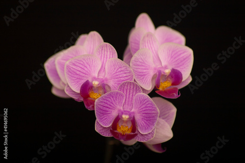 Orchid flowers Phalaenopsis Perceval mini. Branch of flowering Orchid Phalaenopsis Perceval mini  known as butterfly orchids  on a black background