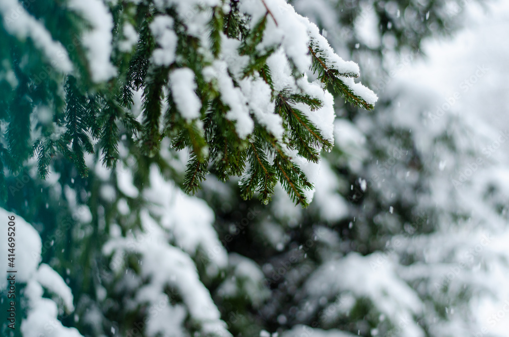 snow covered pine tree