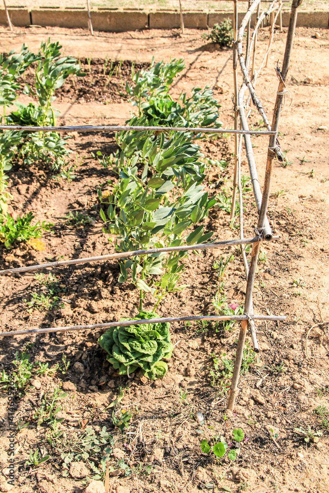 Vicia faba and lettuce plant in the garden Vicia faba and lettuce plant in the garden