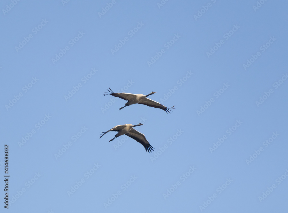 Obraz premium Two gray cranes fly on a foggy early winter morning over a nature reserve at Lake Hula in northern Israel