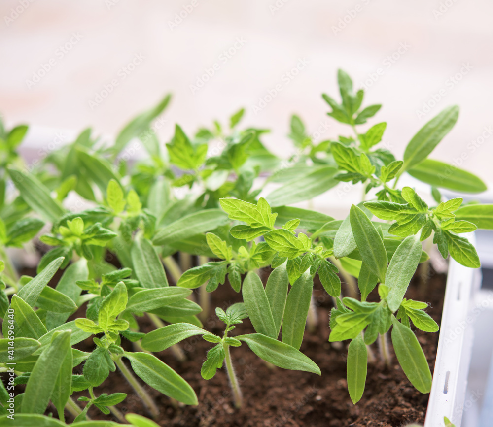 Young green tomato plants - vegetable seedlings Young green tomato plants - vegetable seedlings