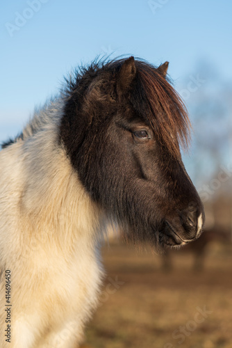 Sweet Icelandic horse foal in spring sunlight