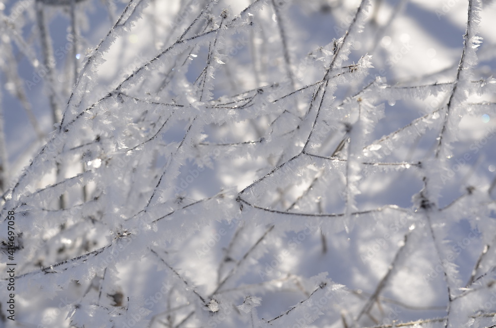 snow covered branches snow covered branches