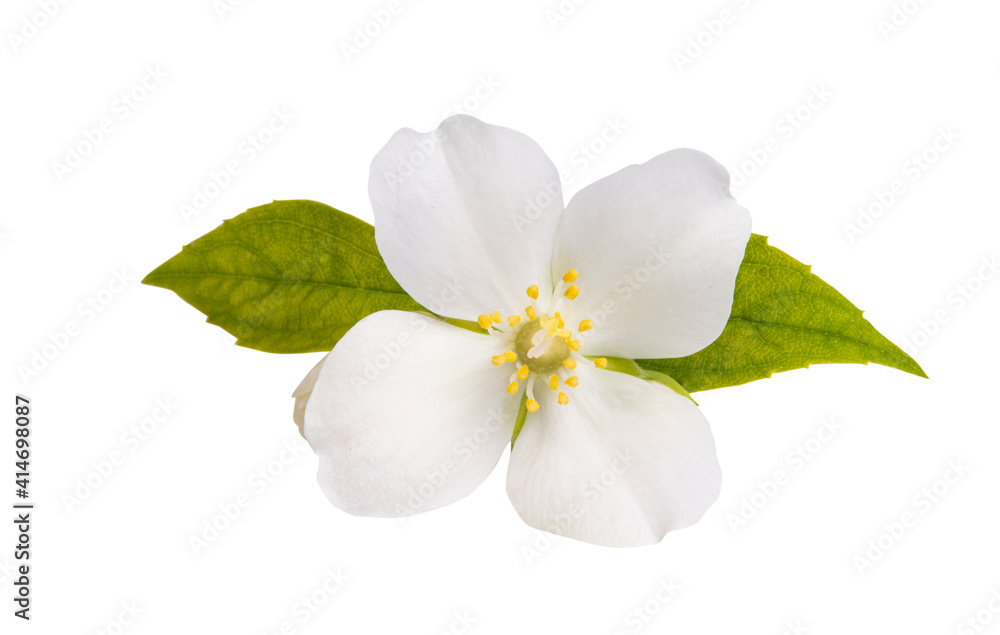 Obraz premium jasmine flower isolated