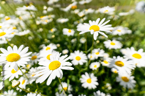 Daisies flowers closeup, wide shot made in Prince´ s Island Park, Calgary, Alberta, Canada