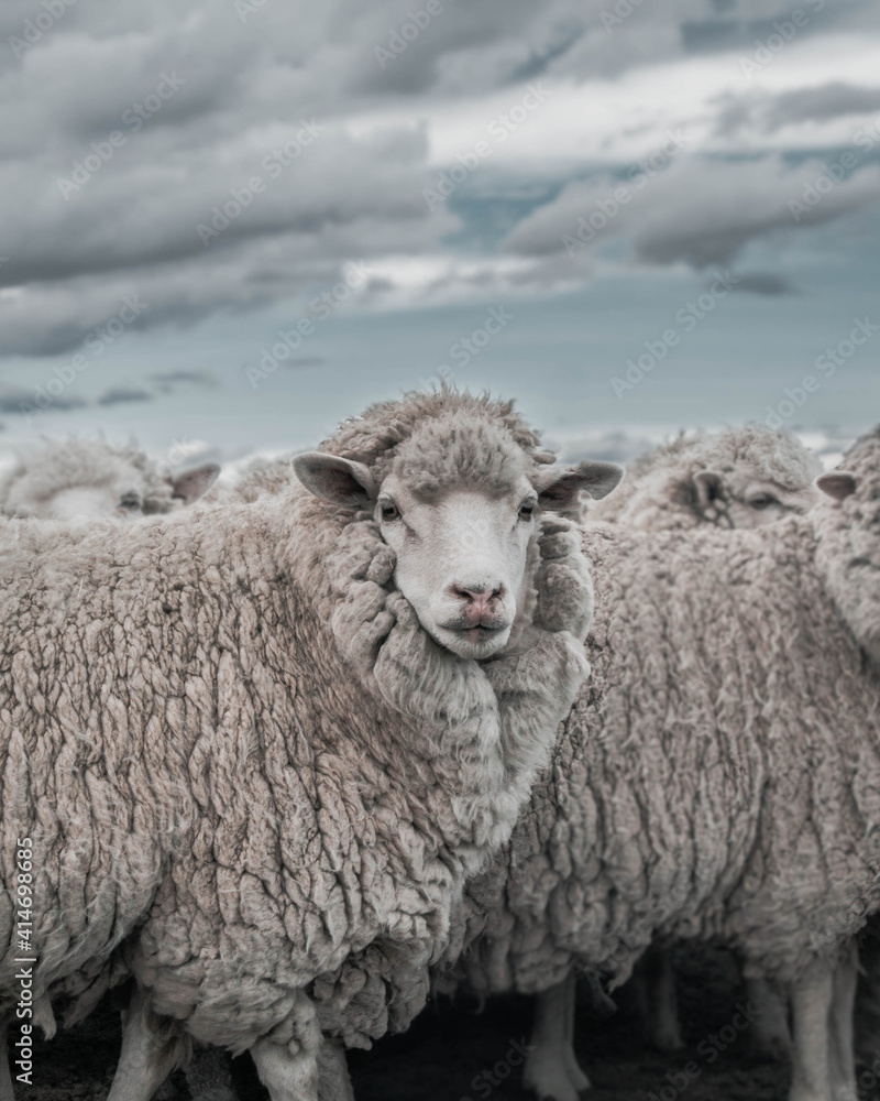 Obraz premium Sheep Argentina