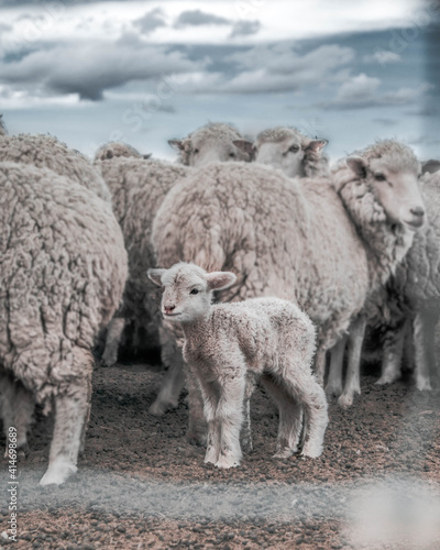 Fototapeta Naklejka Na Ścianę i Meble -  Sheep argentina