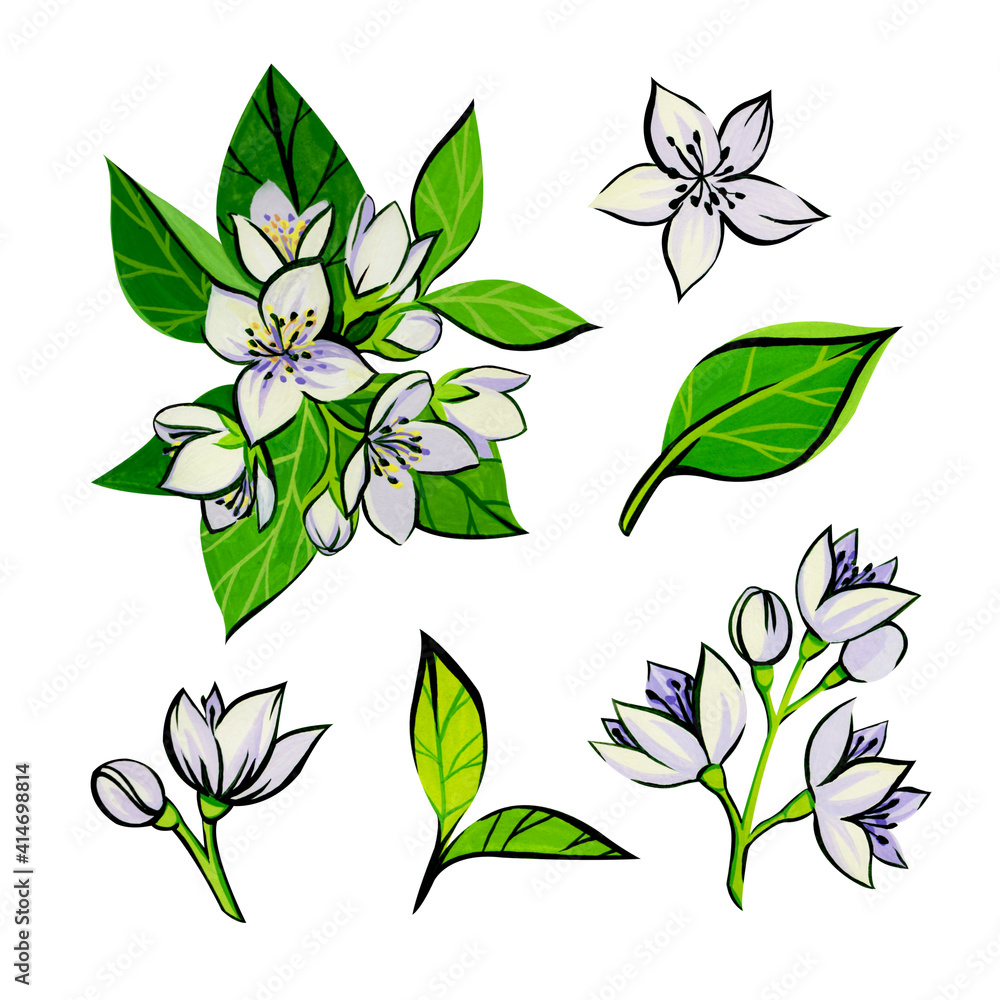 Set with white jasmine flowers and green leaves drawn with gouache and isolated on a white background. Spring flowers painted with gouache.