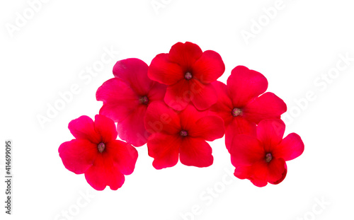 red verbena isolated
