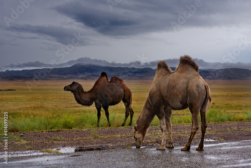 Kazakhstan. Two-humped camels on an asphalt road near the town of Zharkent. © Александр Катаржин