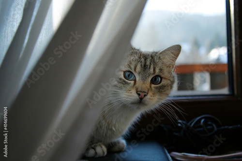 cute cat with blue eyes sitting on windowsill behind white curtain