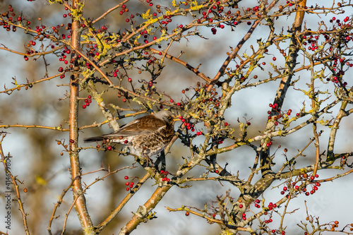 bril on branch with berries - Kramsvogel - Turdus pilaris photo