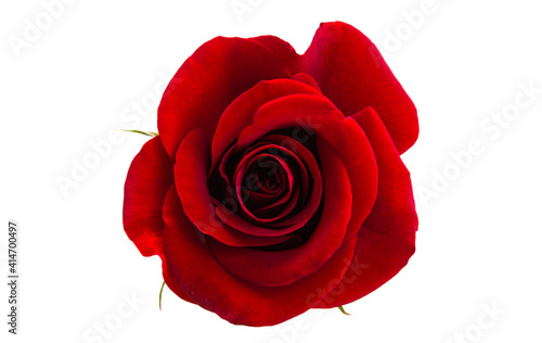 dark red rose isolated #414700497