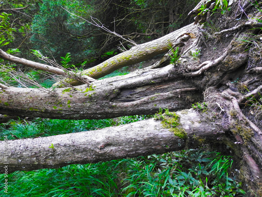 Part of the double trunk of an old tree fell from the level Part of the double trunk of an old tree fell from the level