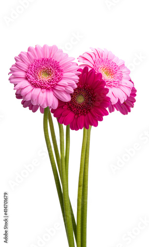 gerbera bouquet isolated