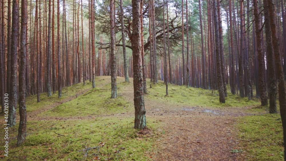 Pine forest in autumn in the Baltic dunes. A large tree without leaves grows on a hill in the dunes among the pine trees. A hut made of wood is built under it. Latvia Pine forest in autumn in the Baltic dunes. A large tree without leaves grows on a hill in the dunes among the pine trees. A hut made of wood is built under it. Latvia
