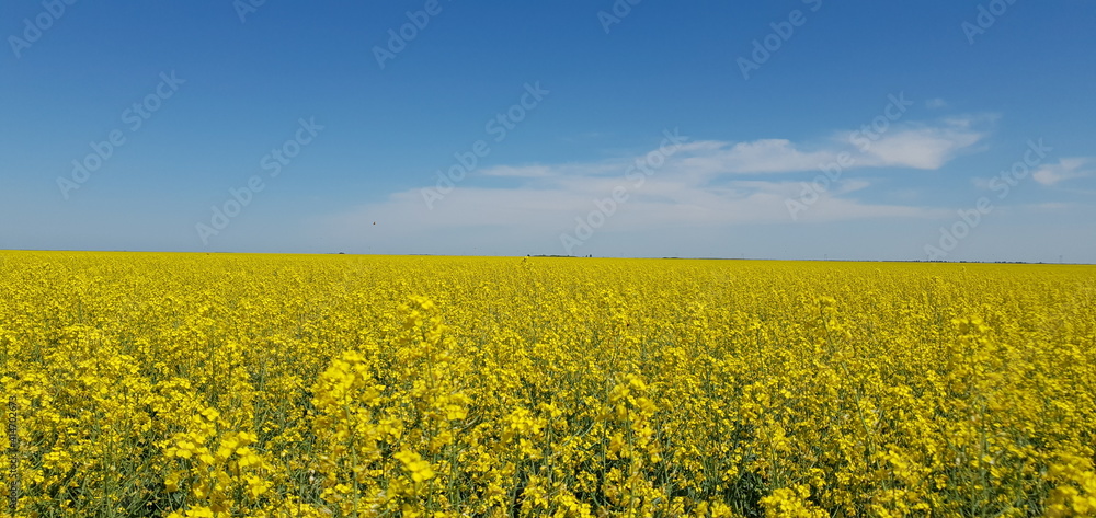 Obraz premium Summer of Kazakhstan