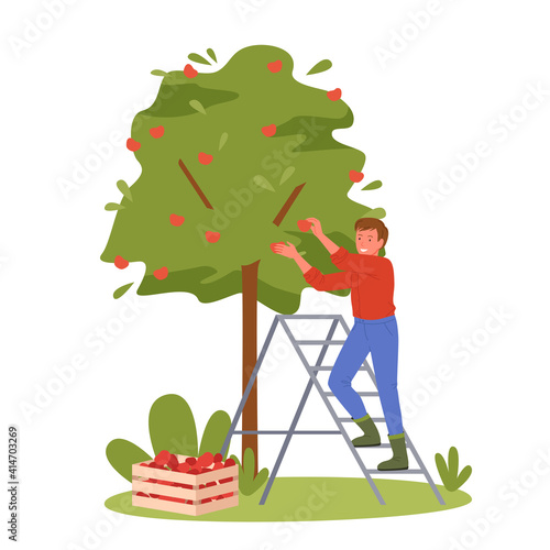People pick apples, gardener worker working in autumn garden, agriculture seasonal work