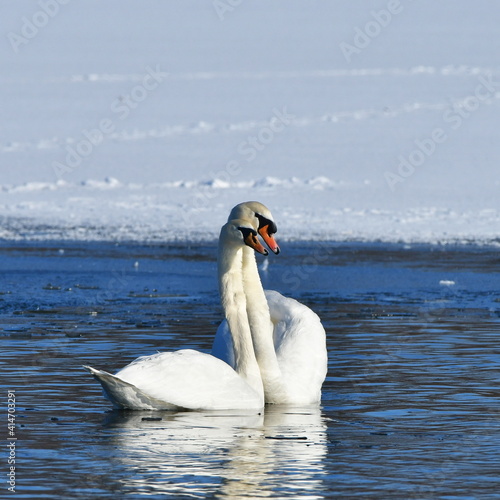 male and female of svans during courting photo