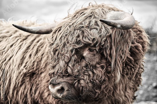 Gesicht eines Galloways mit zotteligen Haaren